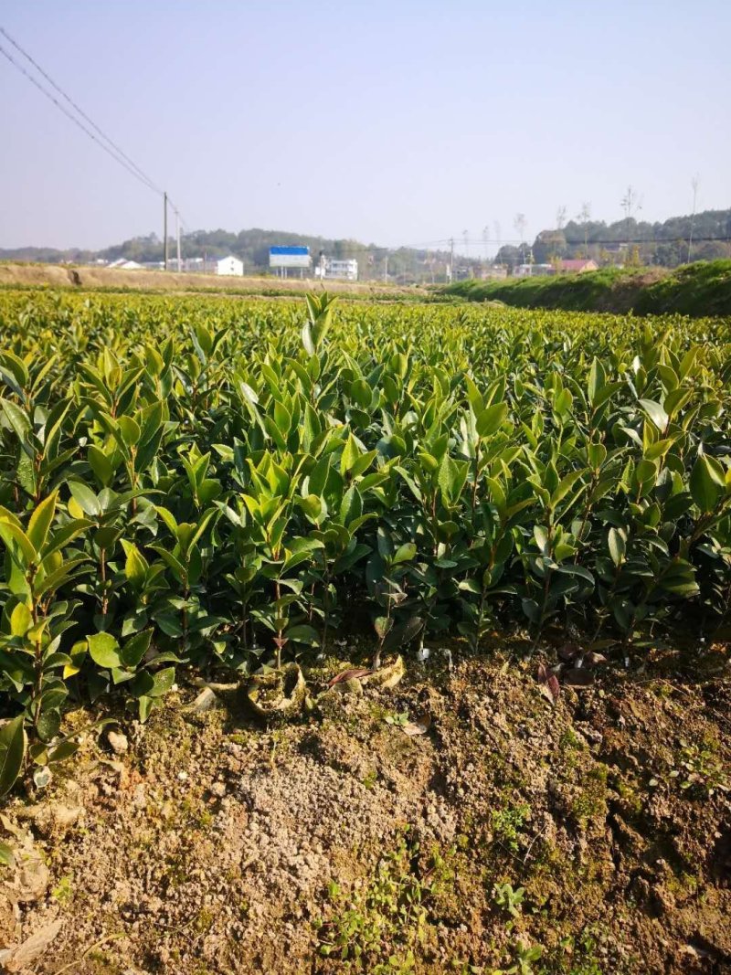 茶籽树苗，高产嫁接油茶苗，质量保证，价格优惠
