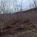 茶条槭小墩3-5分枝80高以上，1.5米高以上大量