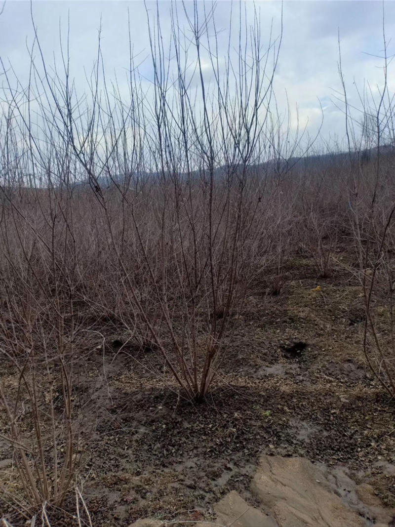 茶条槭小墩3-5分枝80高以上，1.5米高以上大量