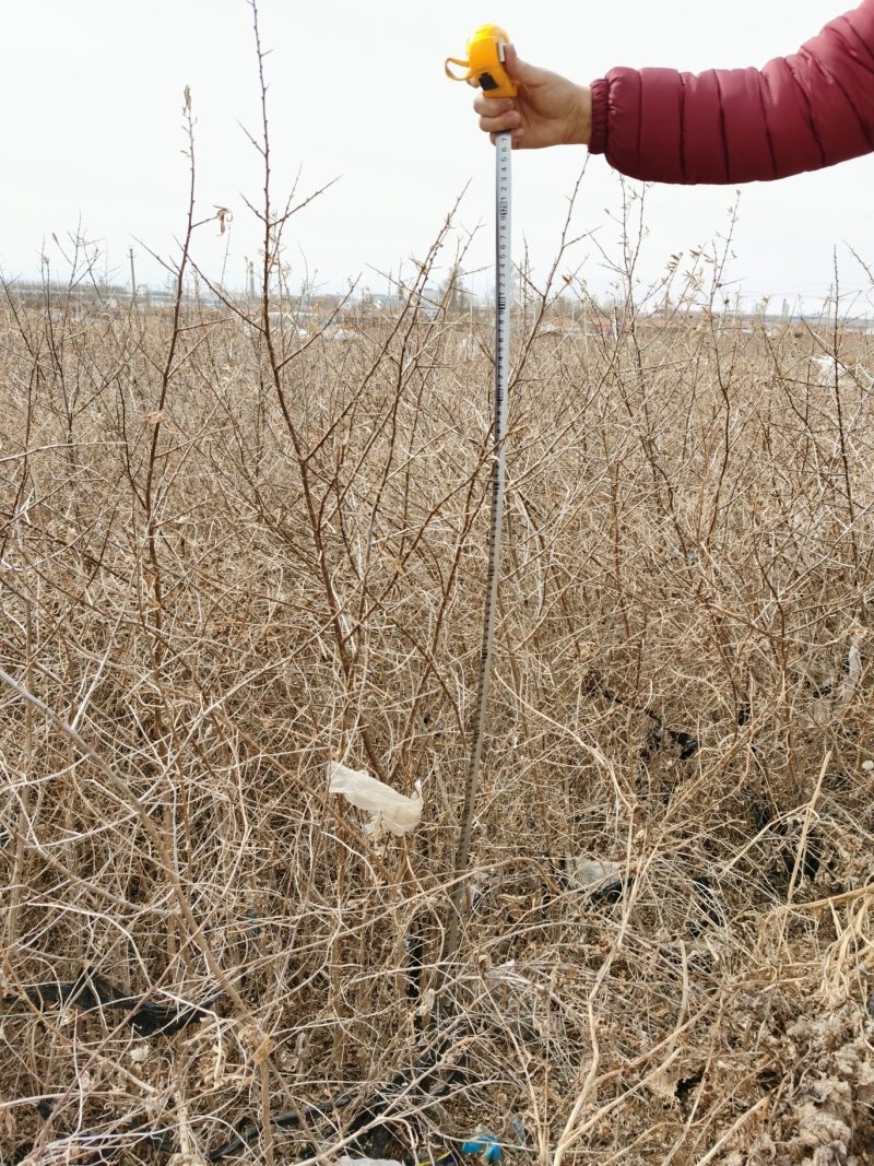 出售一年生30公分沙棘苗