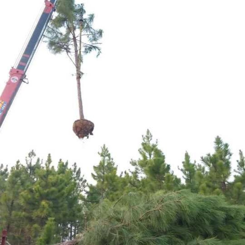 湿地松五针松湿地松九江市柴桑区清风园林常年供应