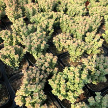 多肉小米星花卉盆栽盆景植物多头15头高8cm