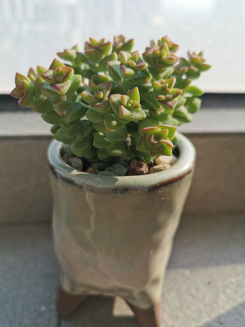 多肉小米星花卉盆栽盆景植物多头15头高8cm