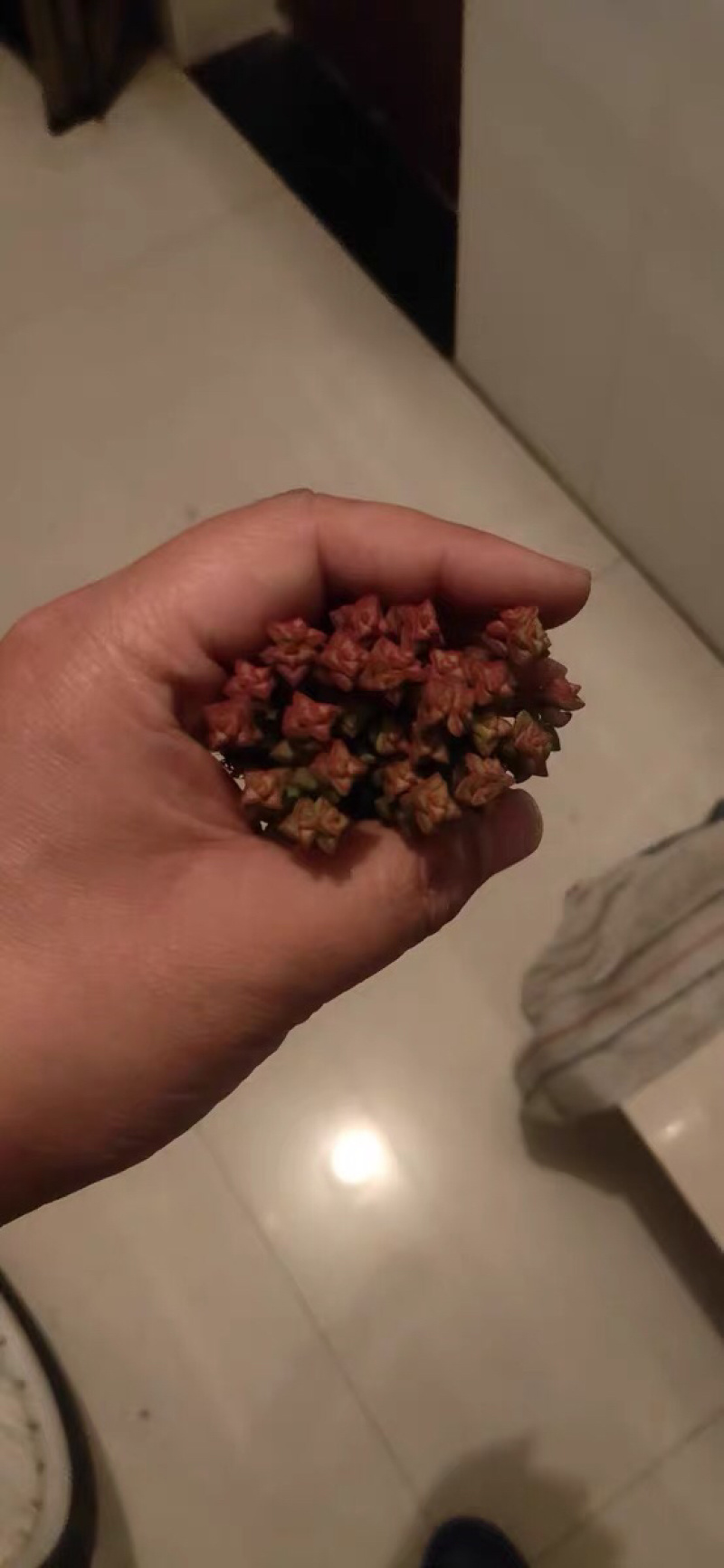 多肉小米星花卉盆栽盆景植物多头15头高8cm