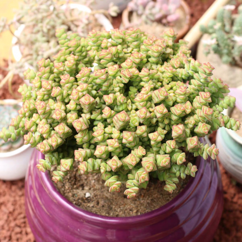 多肉小米星花卉盆栽盆景植物多头15头高8cm