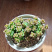多肉小米星花卉盆栽盆景植物多头15头高8cm