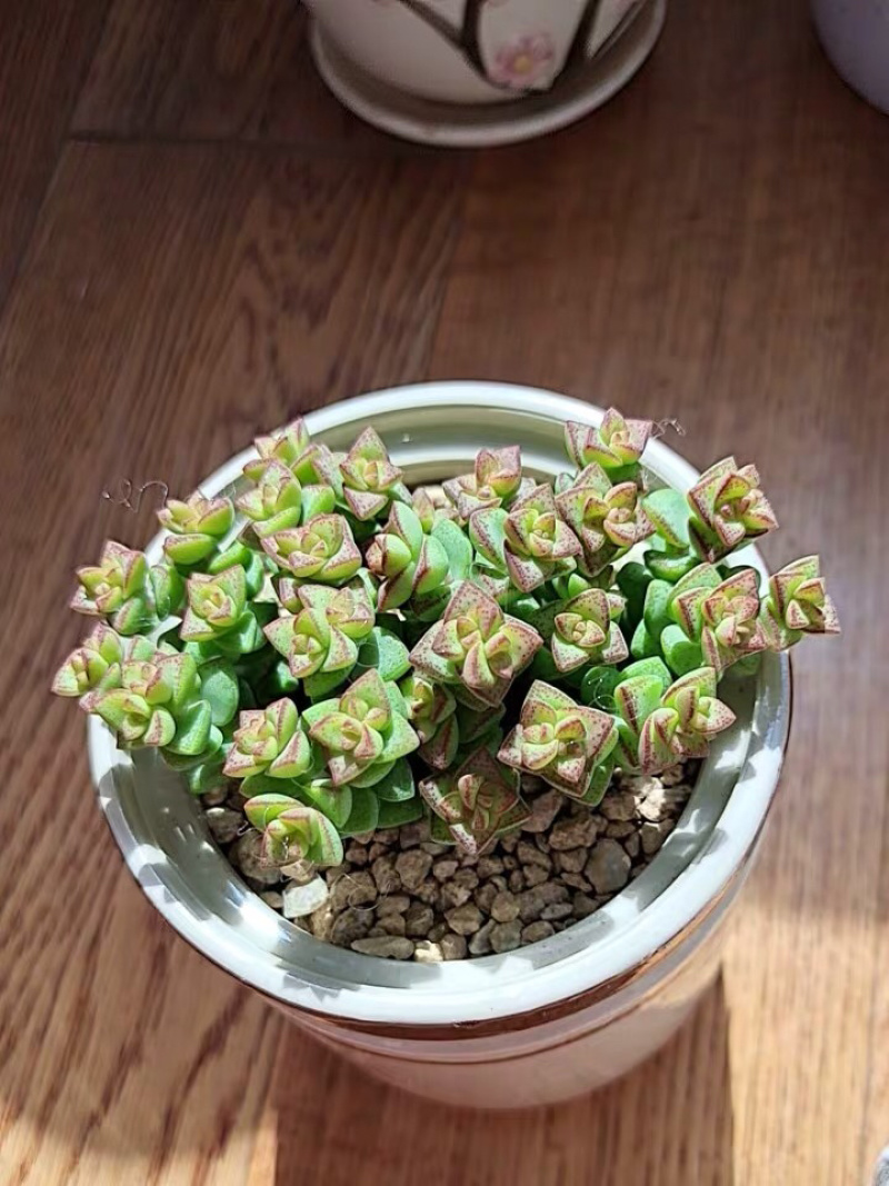 多肉小米星花卉盆栽盆景植物多头15头高8cm