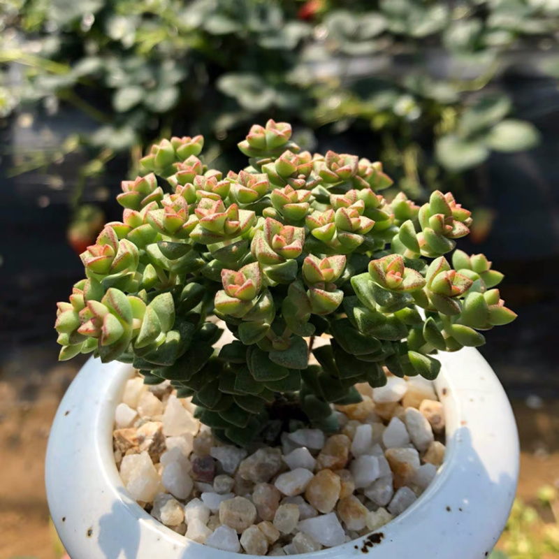 多肉小米星花卉盆栽盆景植物多头15头高8cm