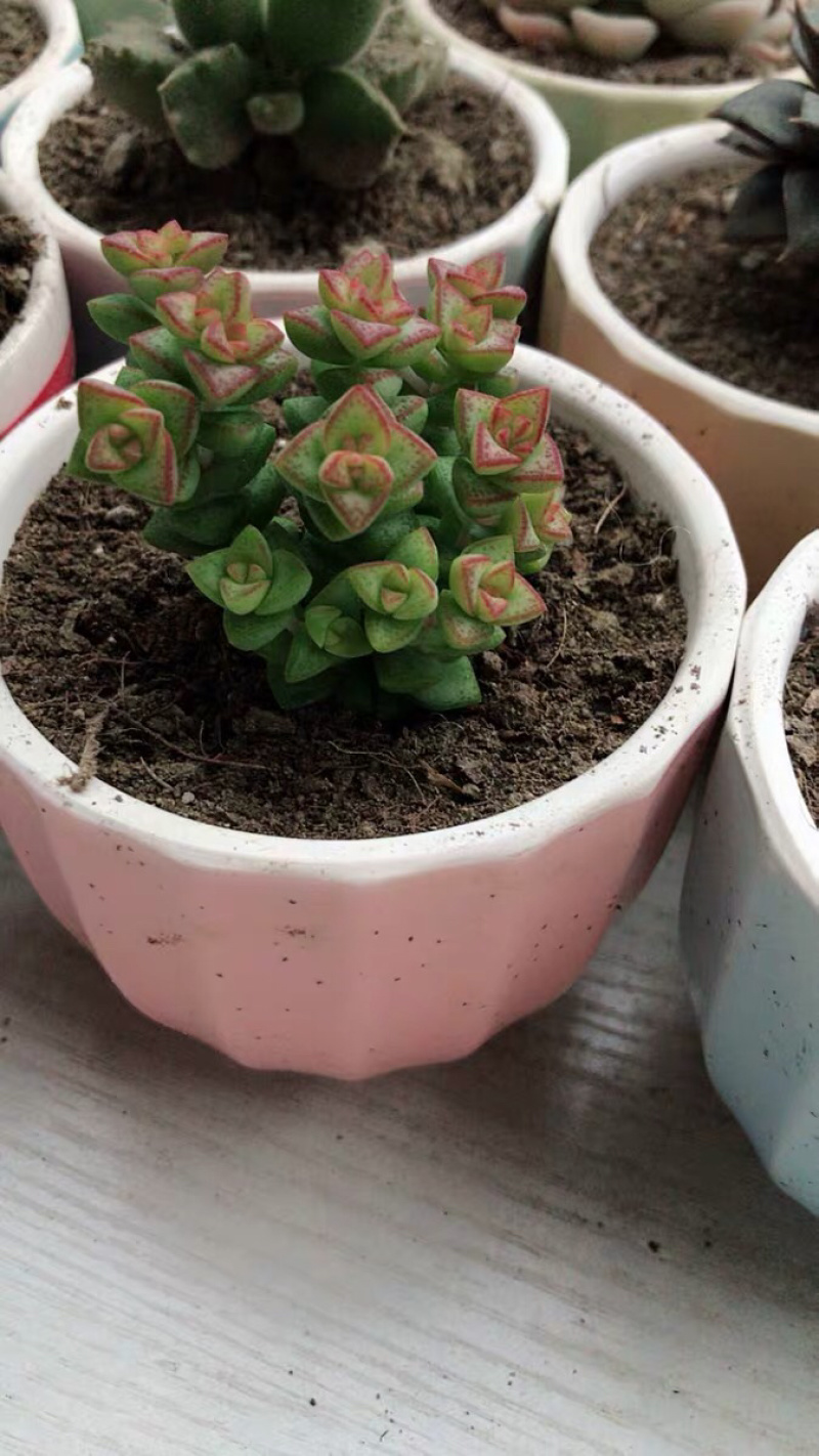 多肉小米星花卉盆栽盆景植物多头15头高8cm
