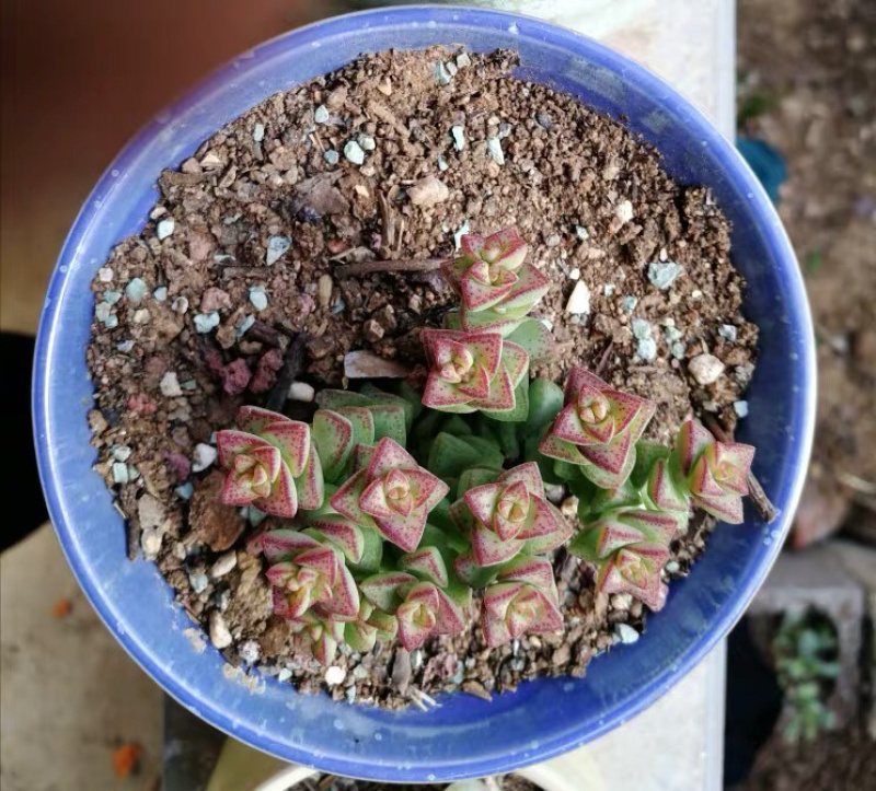 多肉小米星花卉盆栽盆景植物多头15头高8cm
