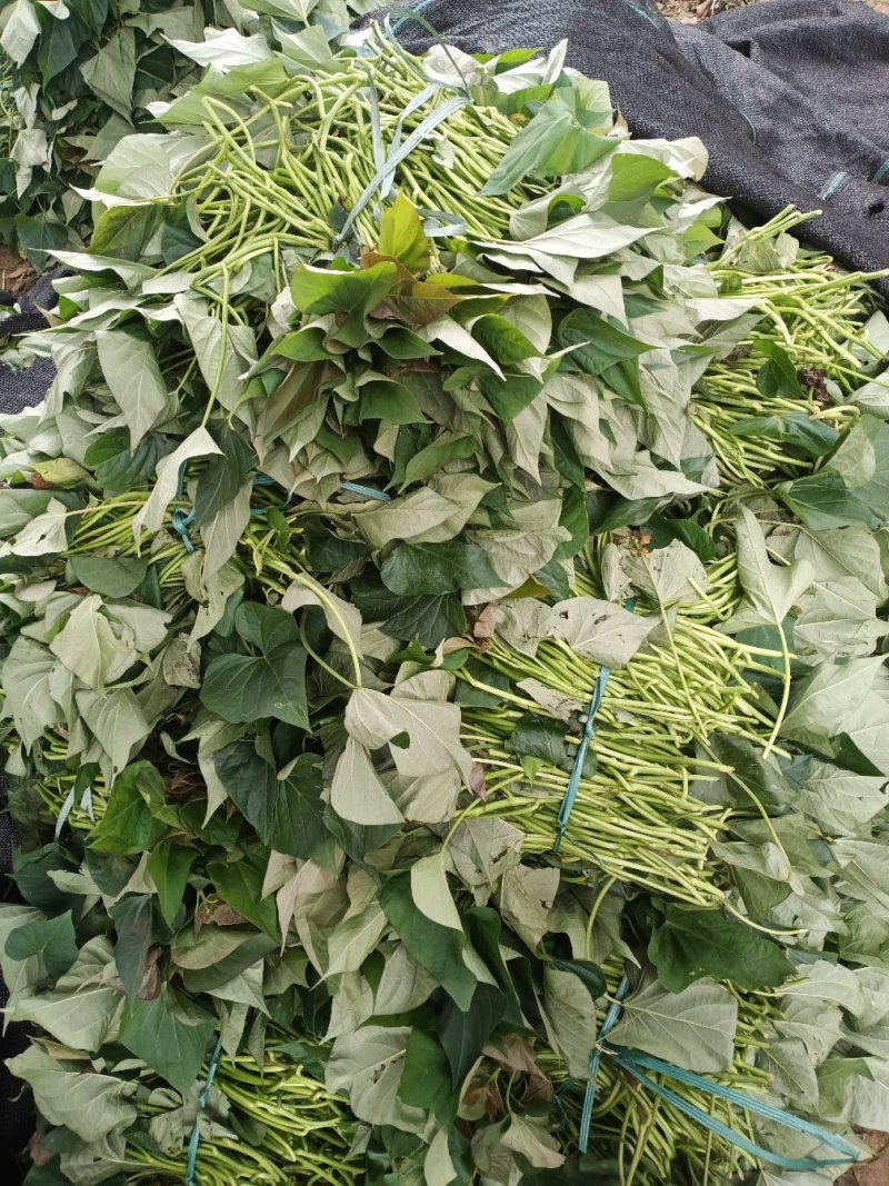 红薯苗