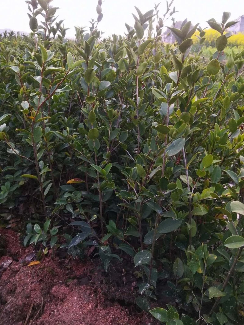 湖南油茶嫁接苗，有一年二年三年生茶苗基地直供，