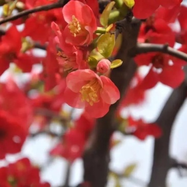 海棠树，海棠花，各种海棠，海棠基地，包成活率。