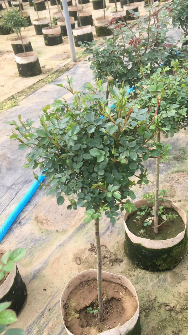 欧月独杆月季小树桩金丝雀，一手货源，产地直供，可视频看货