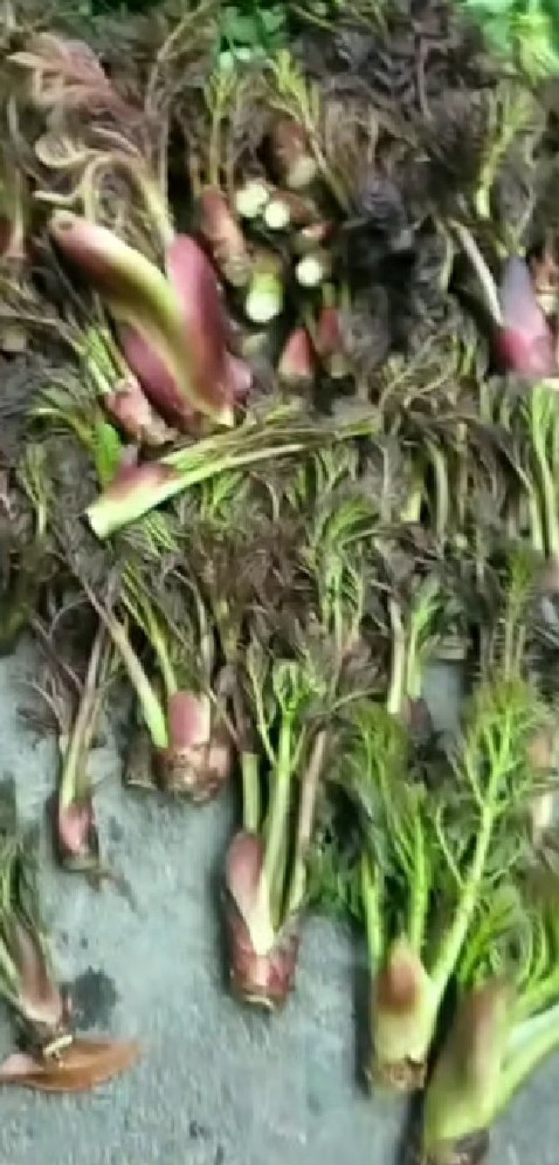 刺嫩芽