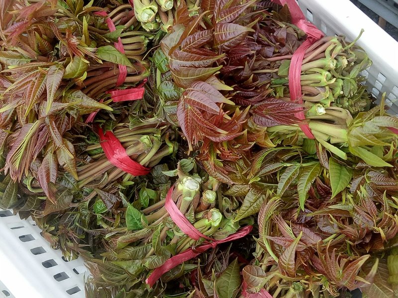 香椿芽批发基地山东省特产