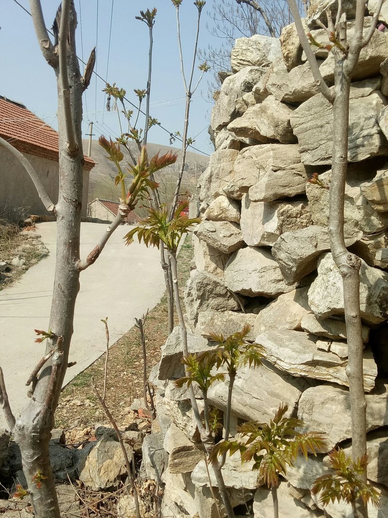 香椿芽批发基地山东省特产