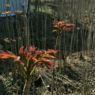 红油香椿芽