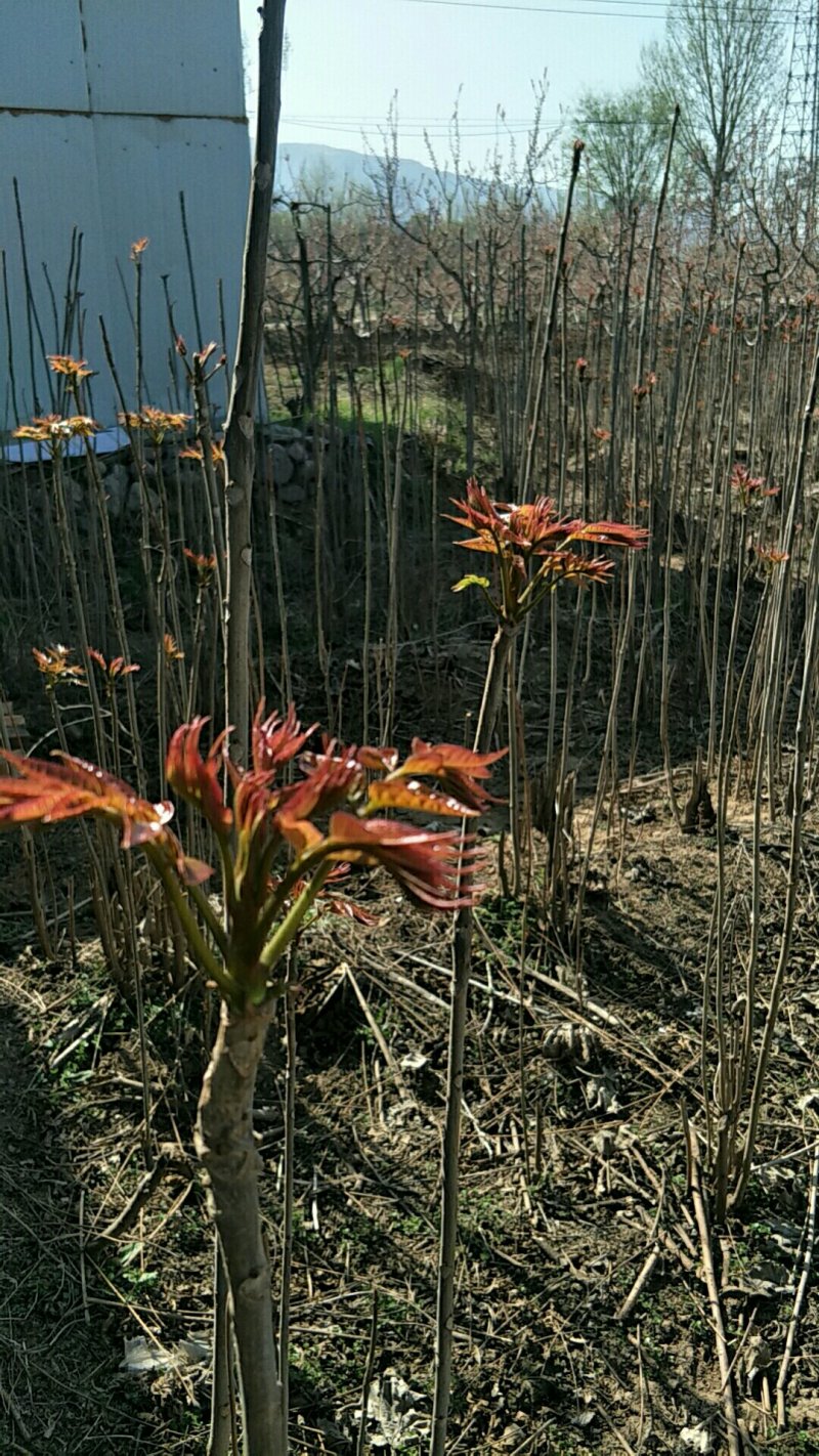 红油香椿芽