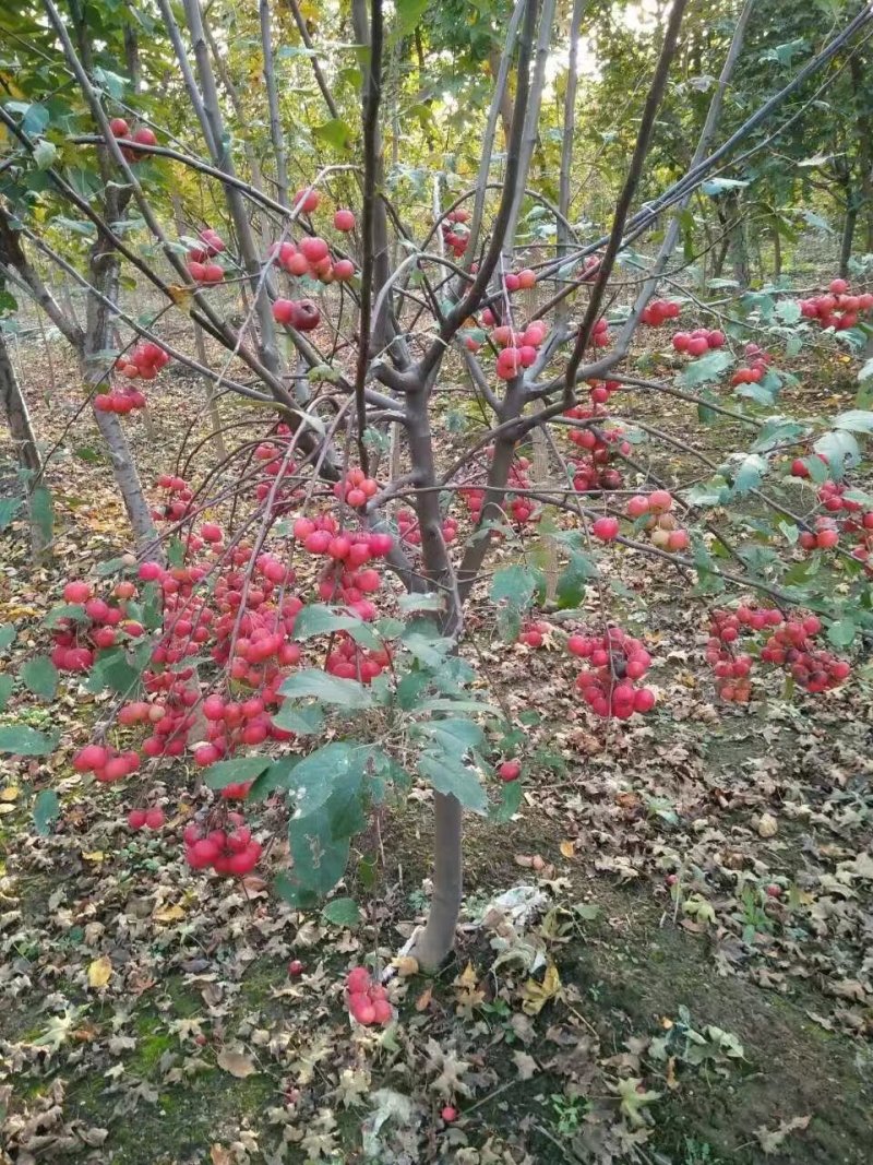 海棠树，海棠花，各种海棠，海棠基地，包成活率。