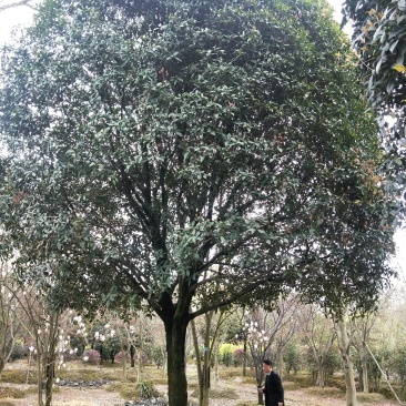 桂花树