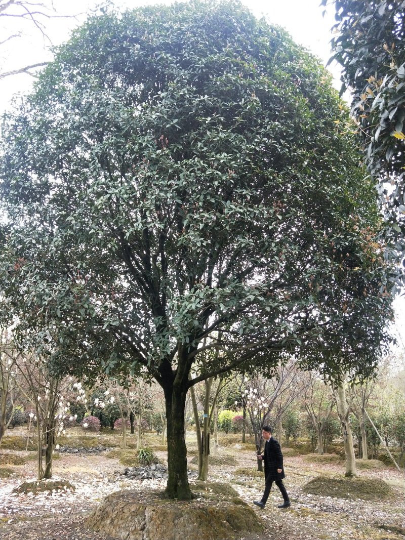 桂花树