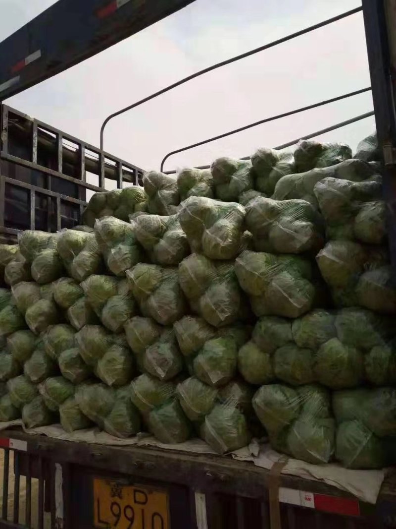 甘蓝绿甘蓝精品大头菜