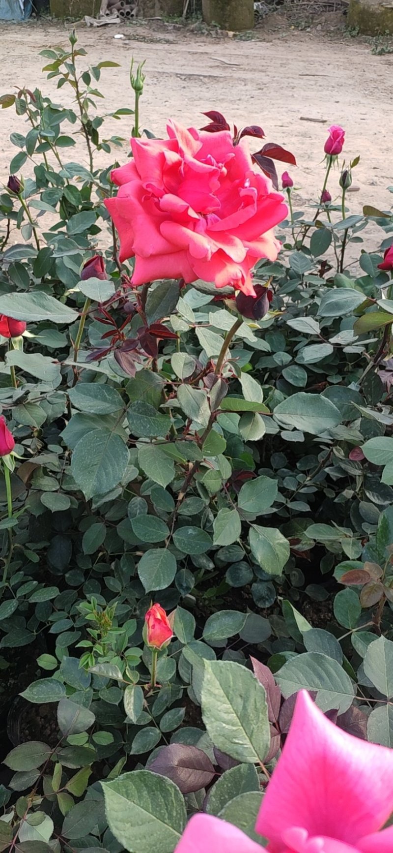 大花月季爬藤月季玫瑰老根自家苗圃欢迎选购