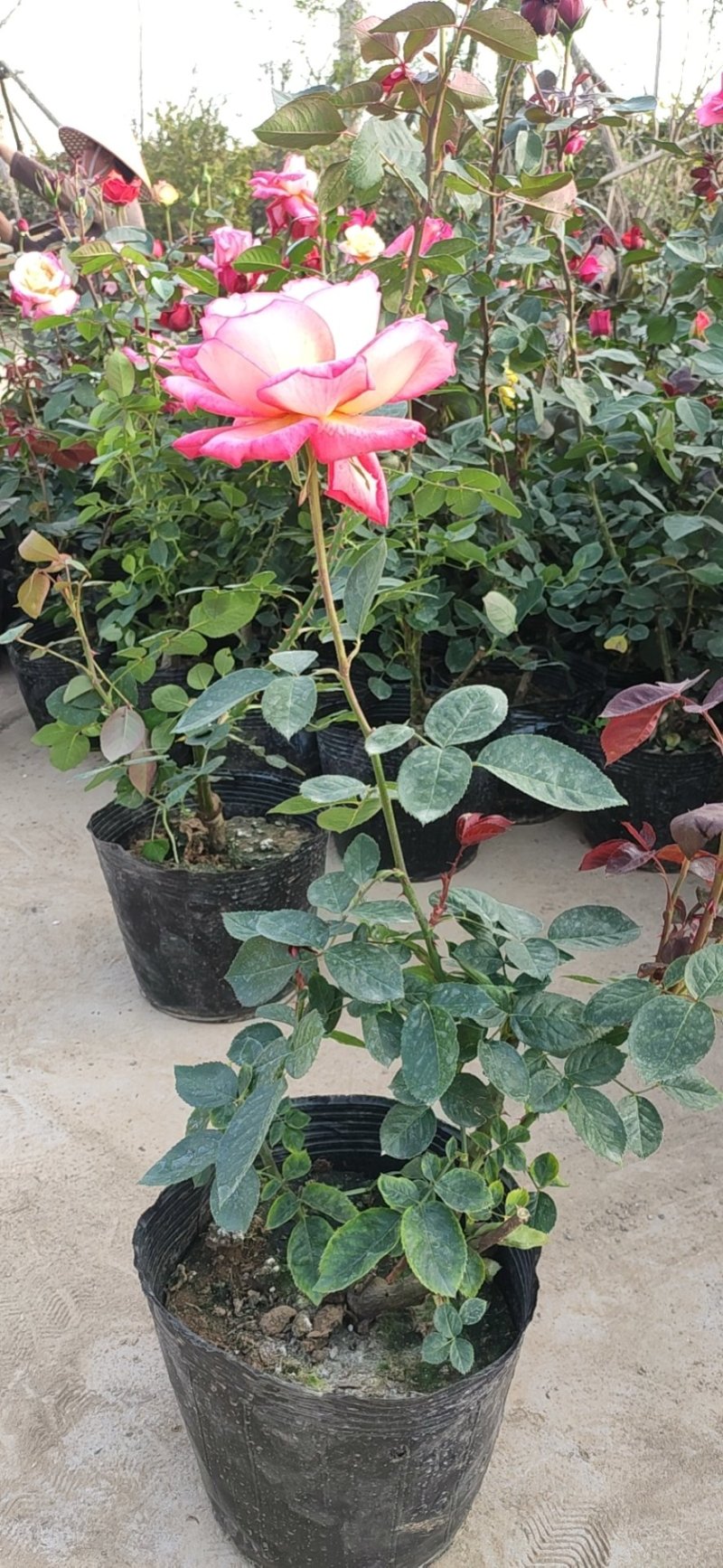 大花月季爬藤月季玫瑰老根自家苗圃欢迎选购