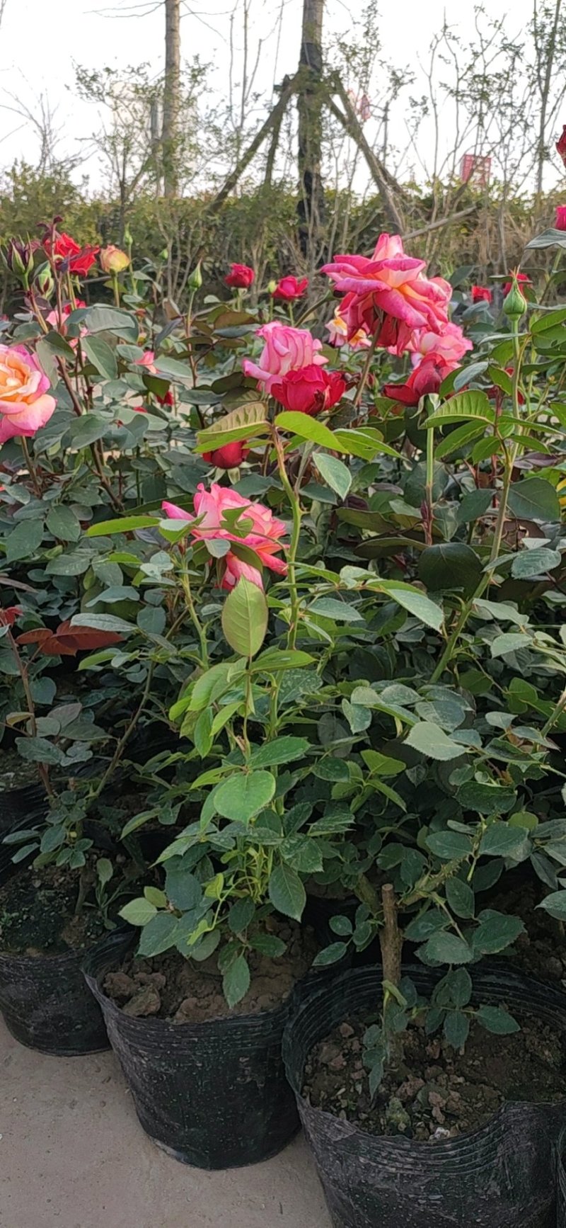大花月季爬藤月季玫瑰老根自家苗圃欢迎选购