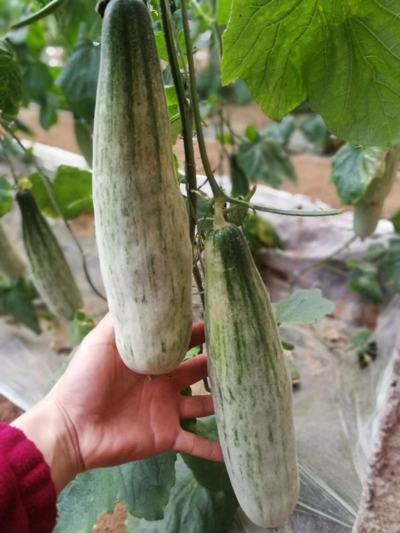 羊角蜜甜瓜，脆甜爽口，支持一件代发，提前订货
