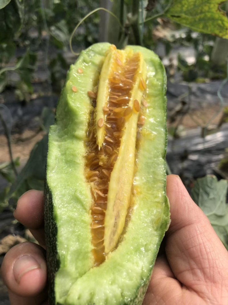 羊角蜜甜瓜，脆甜爽口，支持一件代发，提前订货