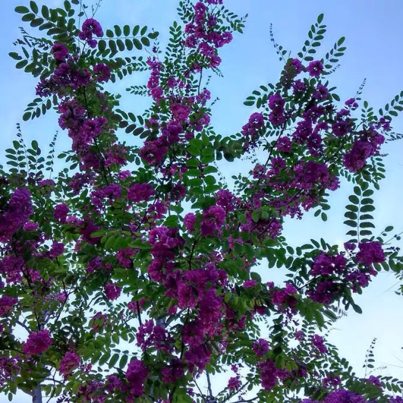 洋槐树苗洋槐花树苗刺槐树苗槐树苗槐花树苗槐树花可食用