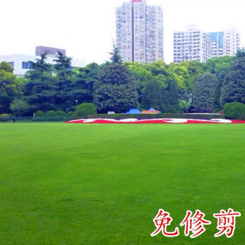 草坪种子四季青庭院别墅四季播种耐寒耐热矮生草籽