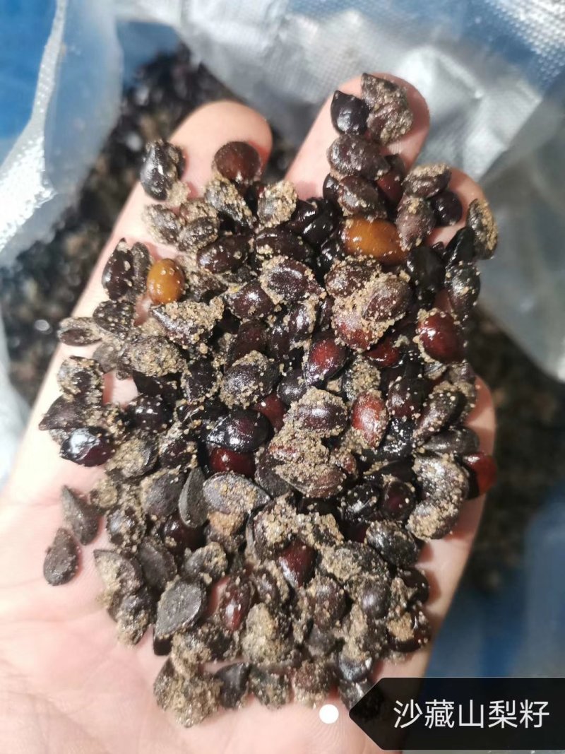 批发山梨种子沙藏处理苗木种子发芽率好价格合理