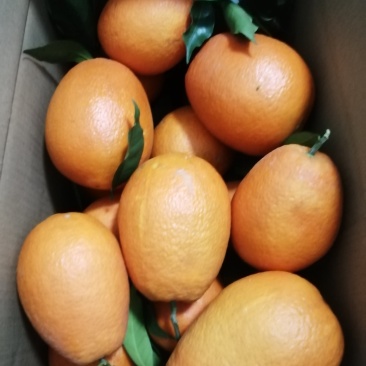奉节脐橙