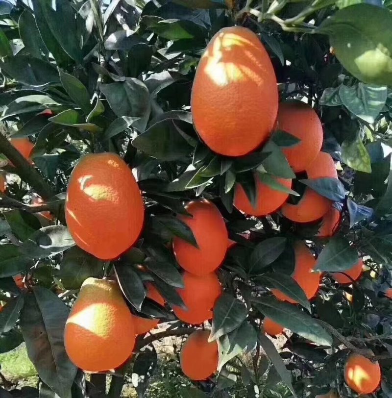 奉节脐橙