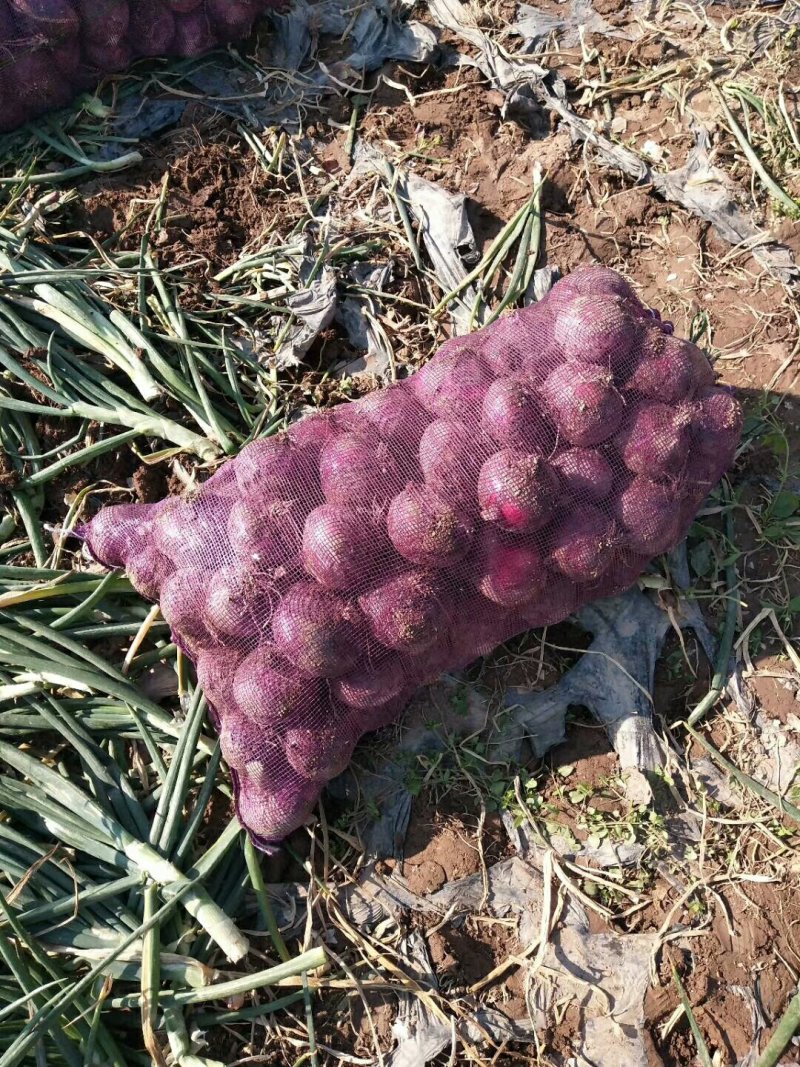 紫皮洋葱8厘米以上5-8长期供应