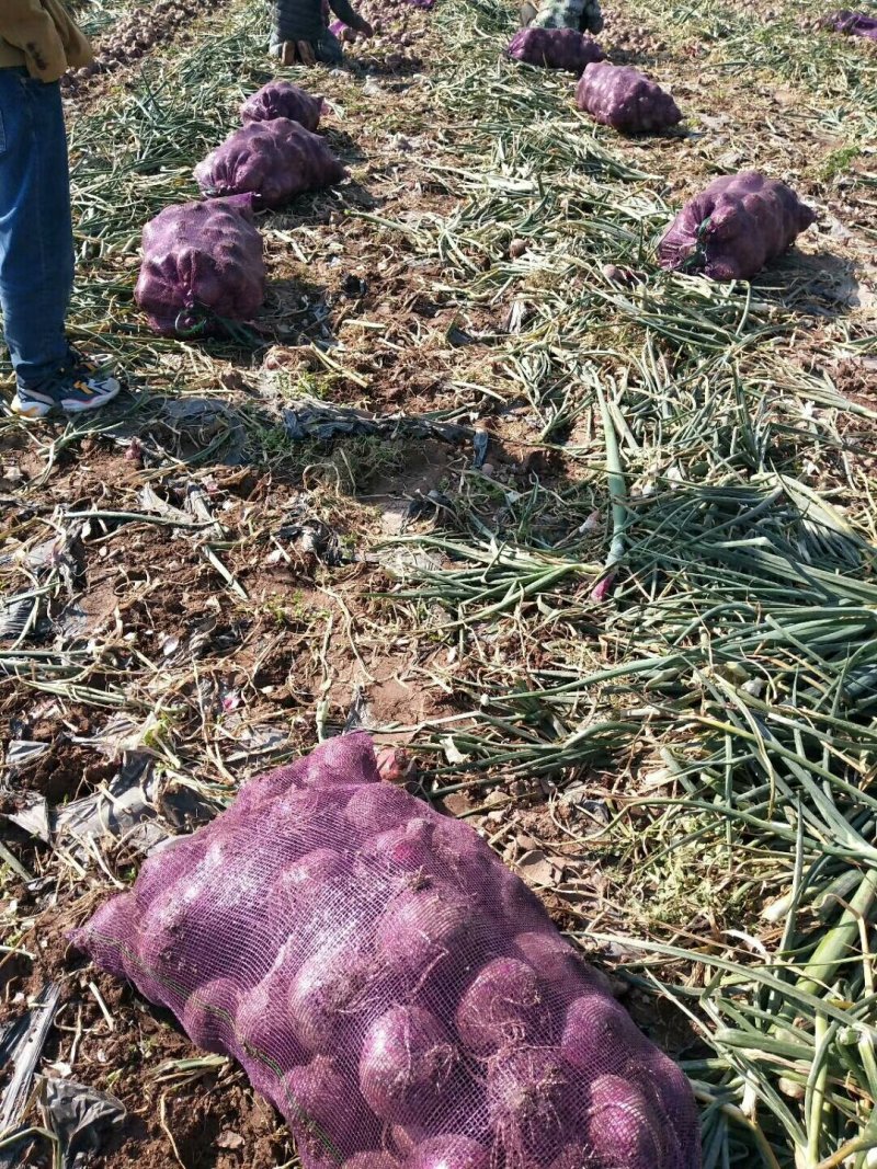 紫皮洋葱8厘米以上5-8长期供应