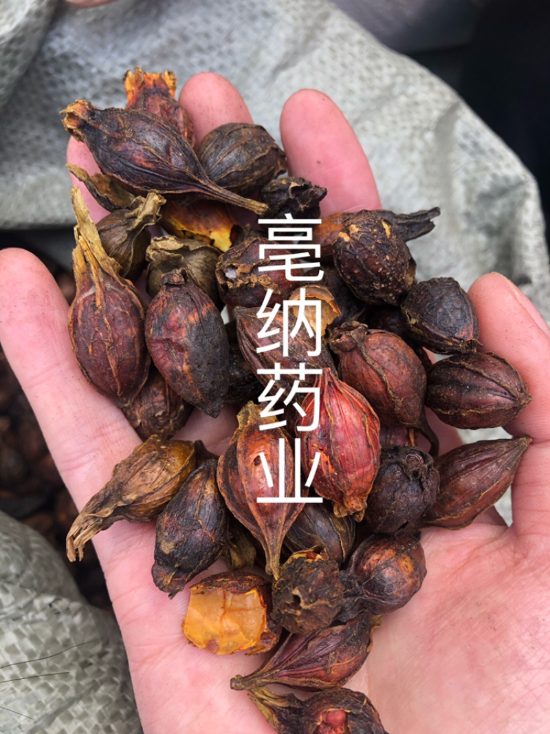 炒栀子中药材炒大红栀子山栀子1⃣️公斤起批