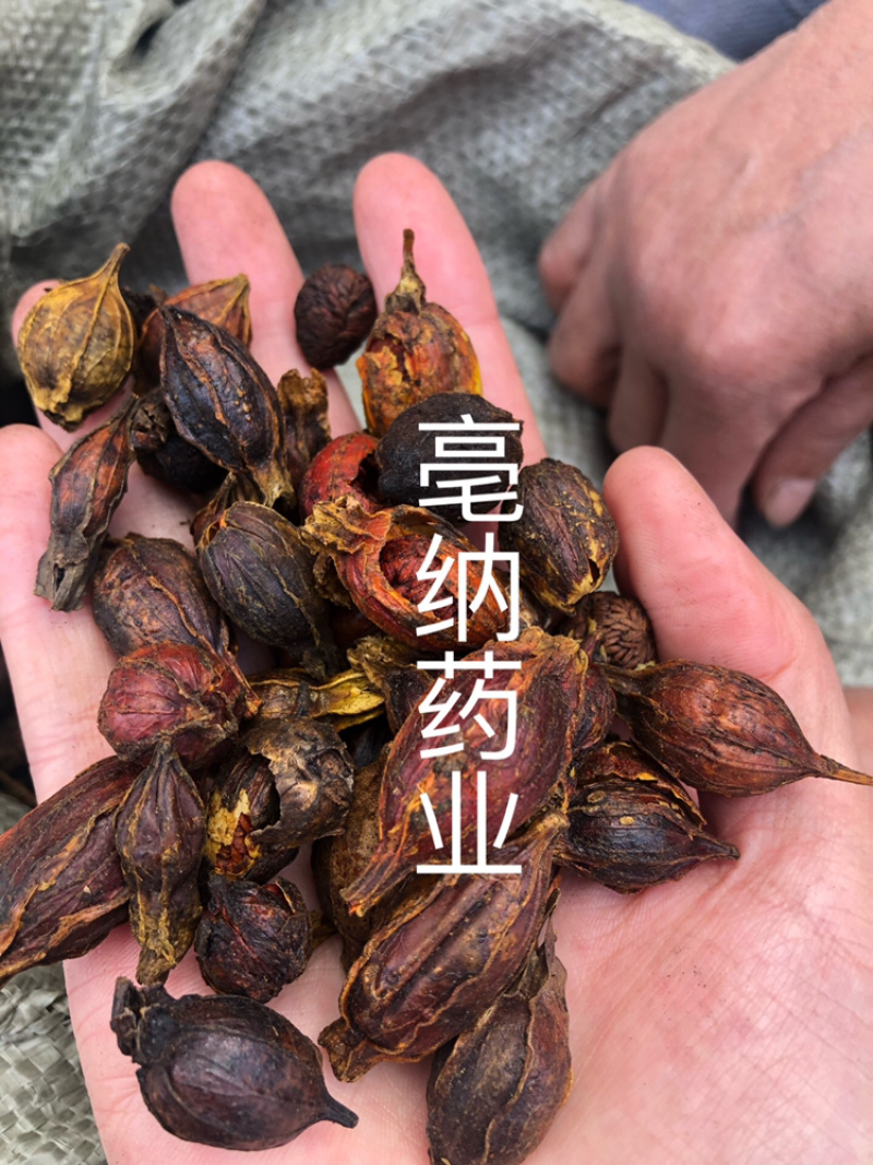 炒栀子中药材炒大红栀子山栀子1⃣️公斤起批