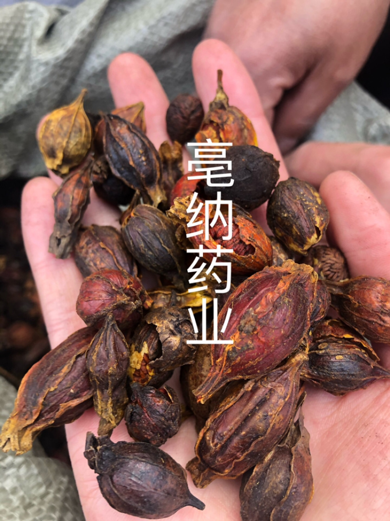 炒栀子中药材炒大红栀子山栀子1⃣️公斤起批