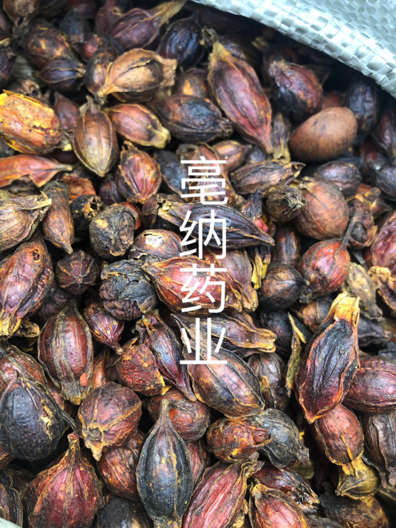 炒栀子中药材炒大红栀子山栀子1⃣️公斤起批