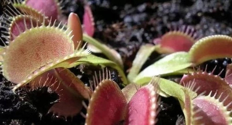 捕蝇草食虫植物系列之巨夹，基地直供，捕蝇小能手