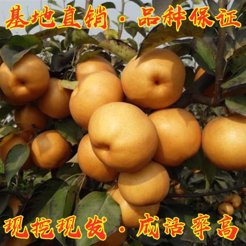 晚秋黄梨嫁接苗地栽盆栽南北方种植现挖现发