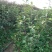 晚秋黄梨嫁接苗地栽盆栽南北方种植现挖现发