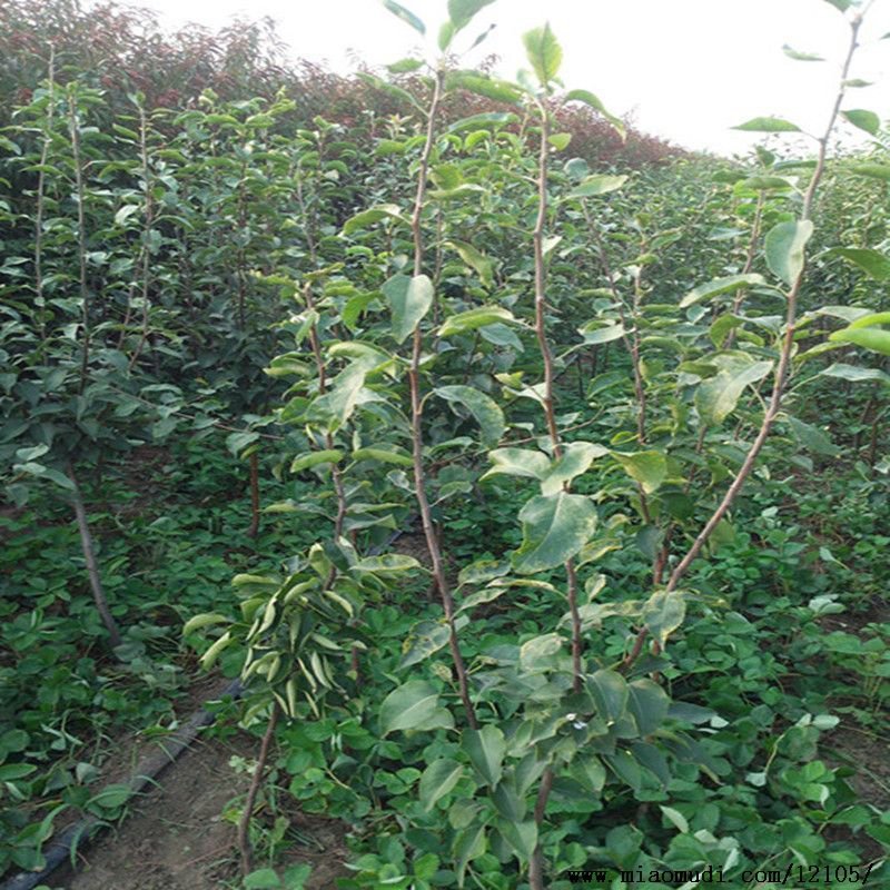 晚秋黄梨嫁接苗地栽盆栽南北方种植现挖现发