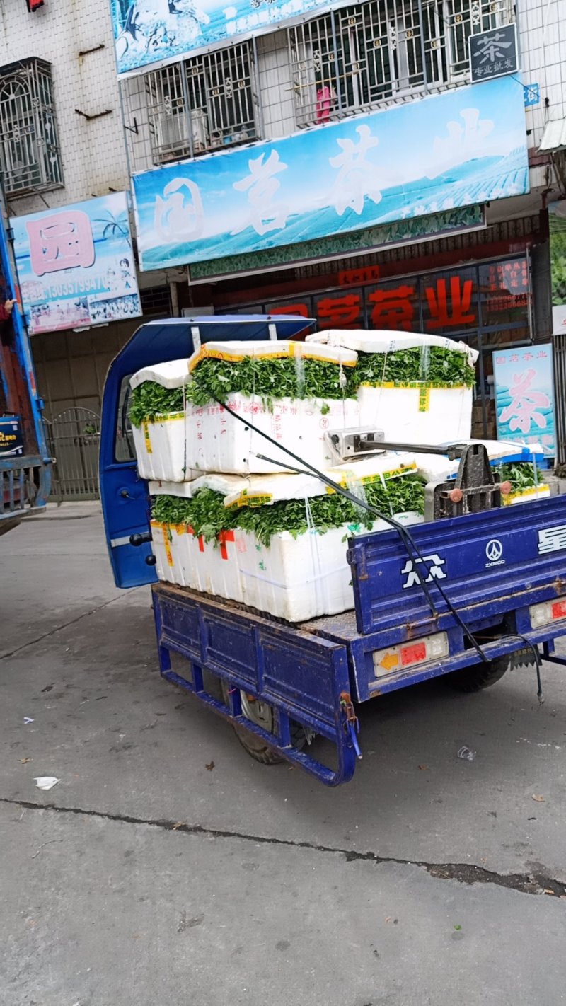 新鲜艾草叶，**食用，做青团，艾糍，艾板，火锅等
