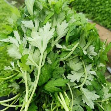 新鲜艾草叶，**食用，做青团，艾糍，艾板，火锅等