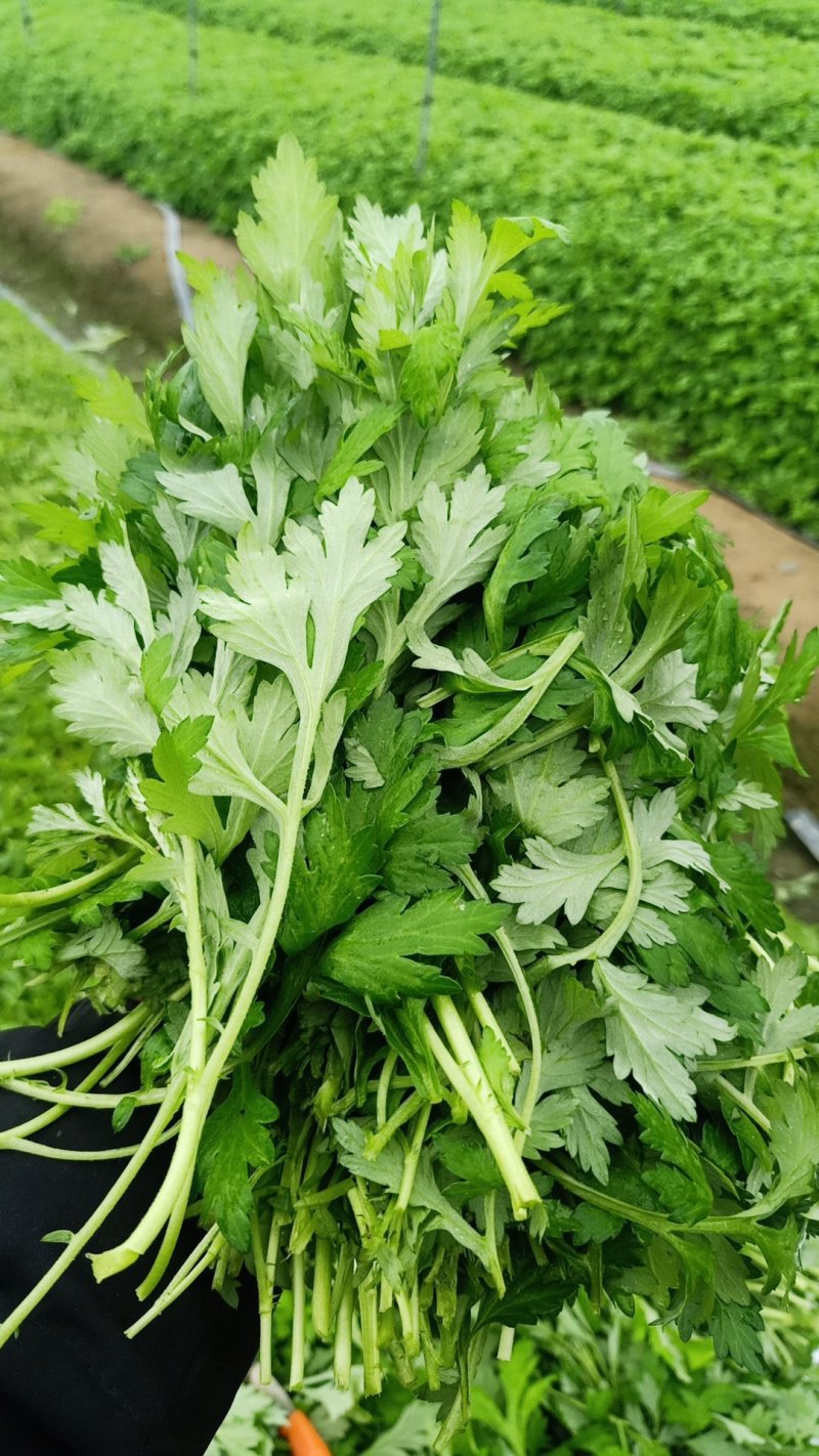 新鲜艾草叶，**食用，做青团，艾糍，艾板，火锅等